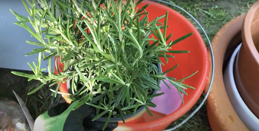 Тагтан дээрээ нарийн ногоо ургамал тарих