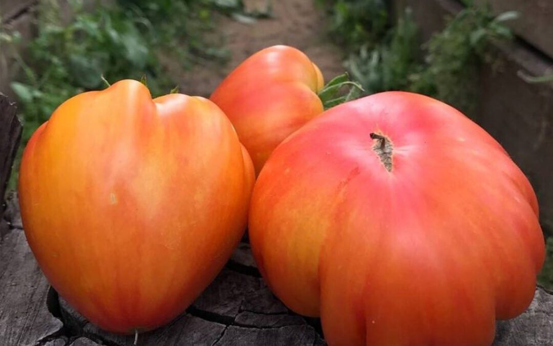 Hillbilly-Деревненский