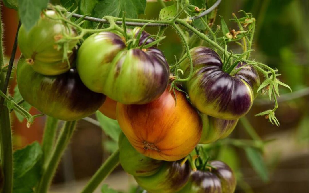 Алисын мөрөөдөл – Мечта алиса – Alice’s dream