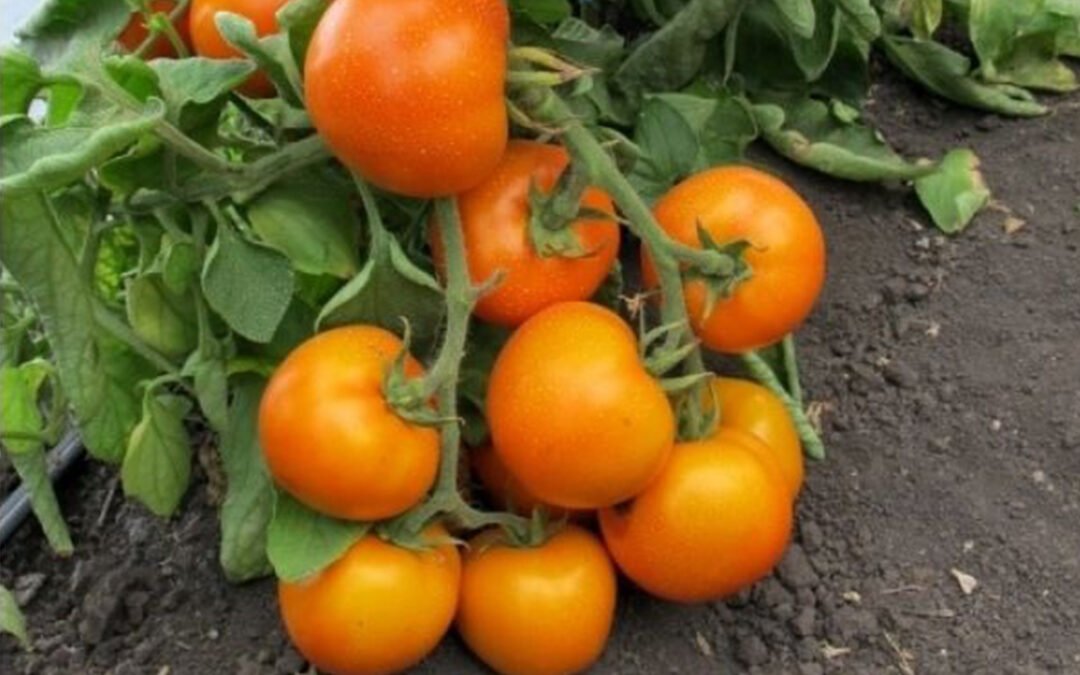 Золотая Тёща помидор