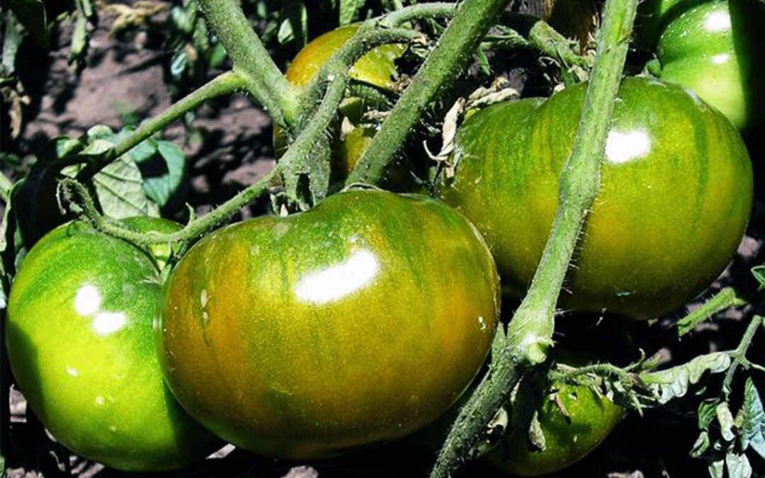 Киви помидор