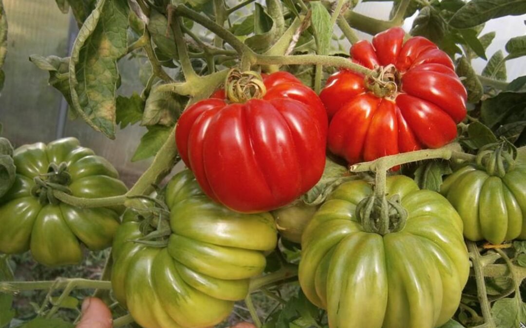 Лотаринская Красавица