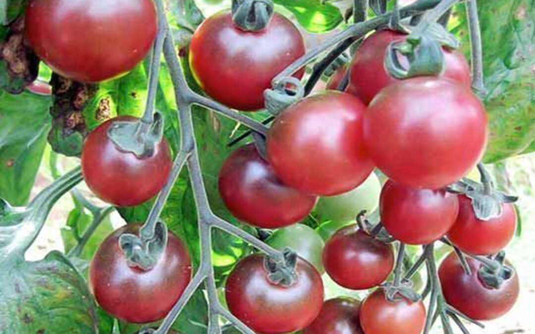 Пляжний Черри