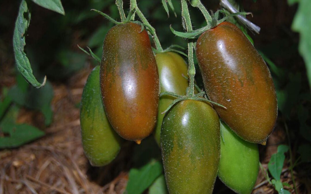 Черная Сосулька